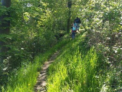Sentier dans la forêt