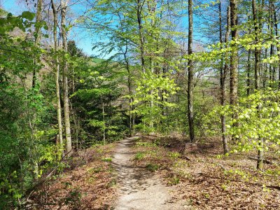 Sentier dans la forêt