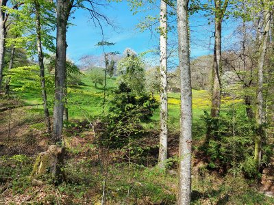 En lisière de forêt