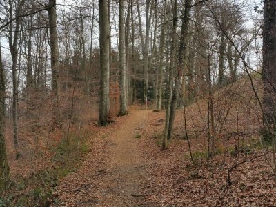 Dans la forêt
