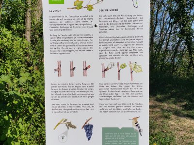 Panneau concernant la vigne