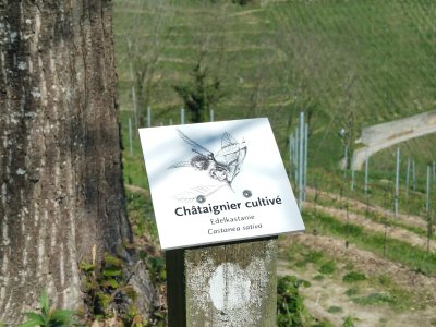 Petit panneau didactique indiquant le nom de l'arbre (ici un châtaignier cultivé)