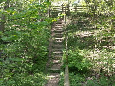 <p>Le chemin dans la forêt</p>