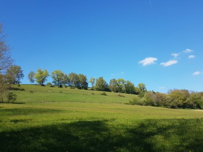 Une prairie sur le Vully