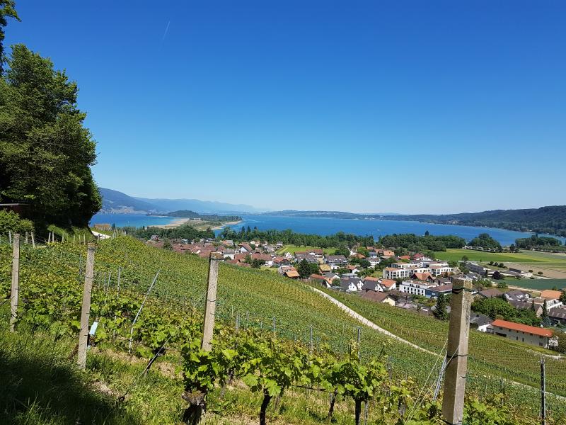 Trail d'Erlach (Cerlier)