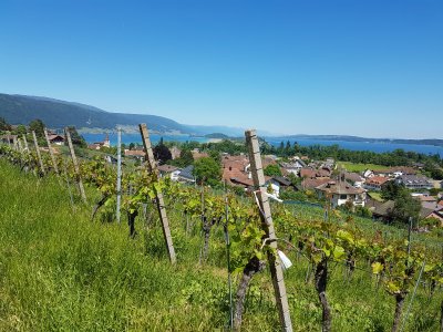 <p>Durant la montée dans les vignes</p>