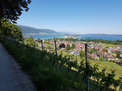 <p>Magnifique vue sur Erlach, l'île Saint-Pierre et le lac de Bienne</p>