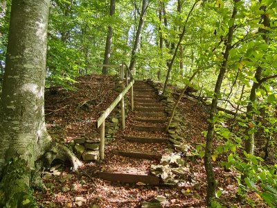 <p>Escalier dans la forêt</p>