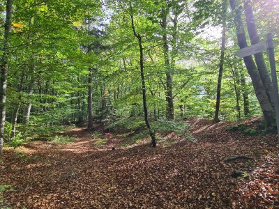<p>Dans la forêt</p>