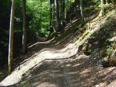 Le sentier dans la forêt