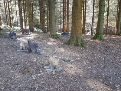 Une horde de sangliers