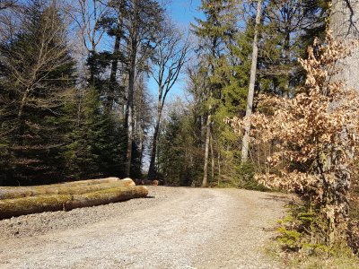 <p>L'itinéraire emprunte par endroits une route forestière</p>
