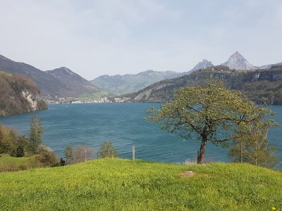 Depuis le Grütli, vue sur le lac des Quatre Cantons et Brunnen