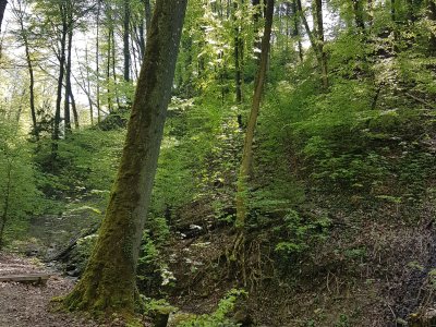 La belle forêt du Stöckentobelbach&nbsp;