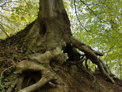 Racines de hêtre (Wehrenbach)