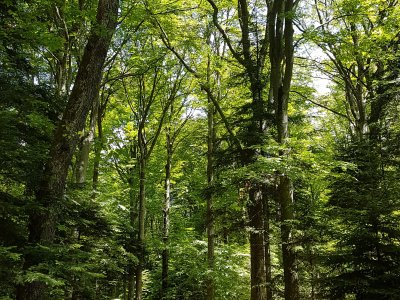 Le sentier dans la forêt