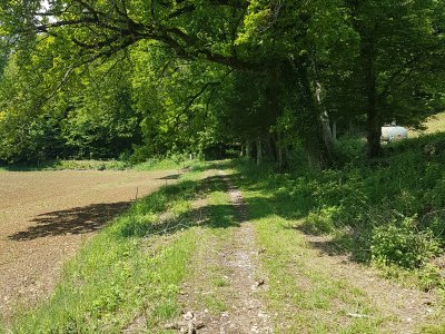 En lisière de forêt