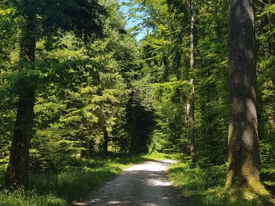 Dans la forêt