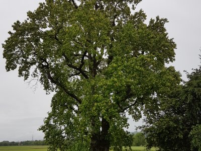 Le tulipier de Virginie