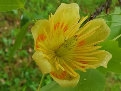 Fleur du tulipier