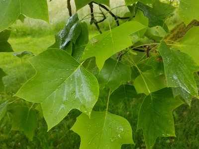 Et les feuilles