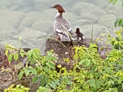Harle bièvre et poussins