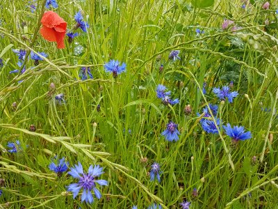 Coquelicot et bleuets