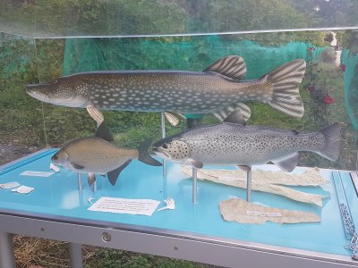 Vitrine présentant des poissons du lac de Bienne