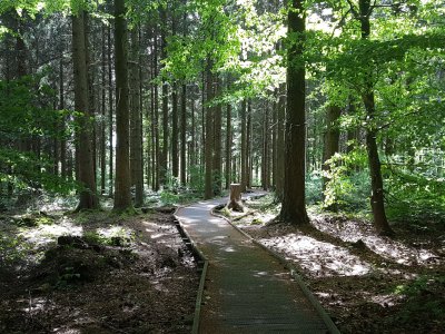 Dans la forêt