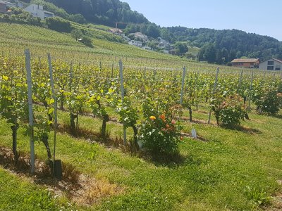 Le vignoble de Cheyres