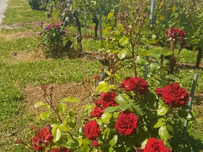 De magnifiques rosiers dans les vignobles