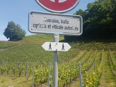 Le flèches blanches indiquent le sentier viticole