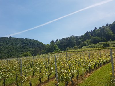 Le vignoble de Cheyres