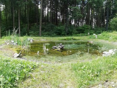 <p>étang alimenté par le trop-plein du réservoir communale<br></p>