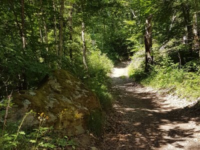 Chemin ombragé