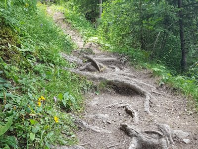 Le sentier dans la forêt
