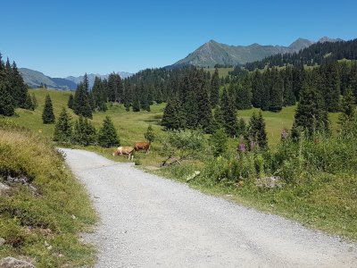 La route menant reliant Bretaye au lac des Chavonnes