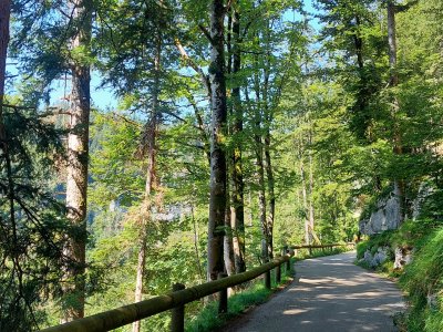 La petite route goudronnée dans la forêt