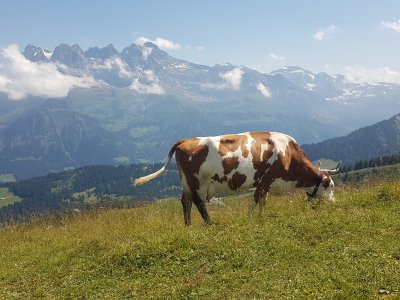 Les Dents du Midi