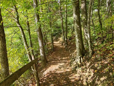 Chemin dans la forêt