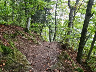 Joli sentier pédestre dans la forêt