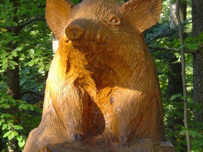 Un sanglier