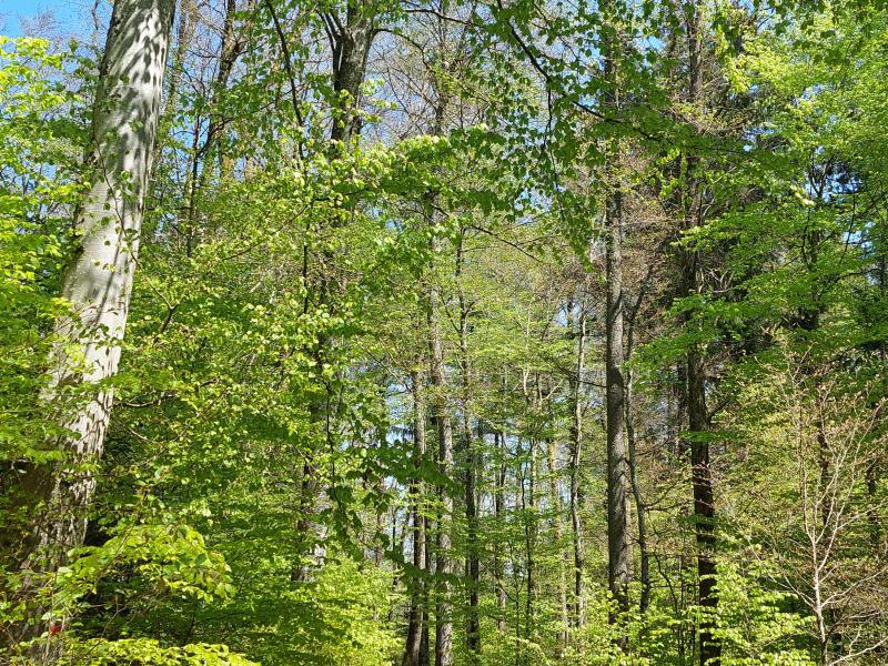 Le Bois de Seyte