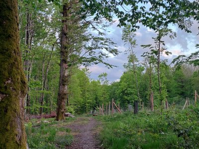 Le Parcours Ecureuils, juste avant la descente