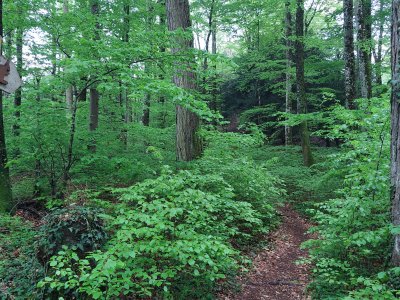 Le Parcours Ecureuils emprunte un joli sentier