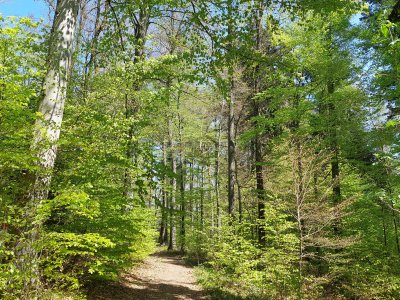 La forêt de Seyte est magnifique