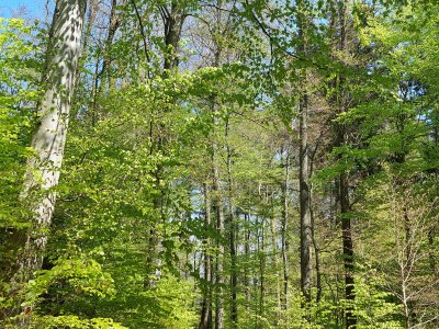 Chemin, dans le bois de Seyte