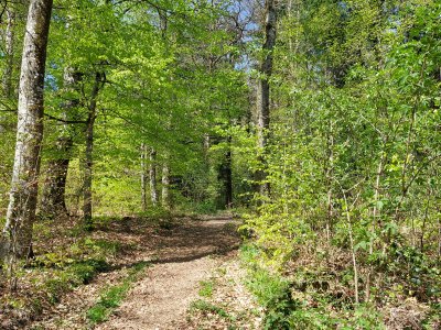 Le chemin dans la forêt