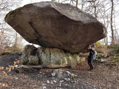 <p>Holestein</p>