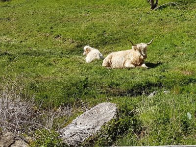 Vaches écossaises en début de montée
